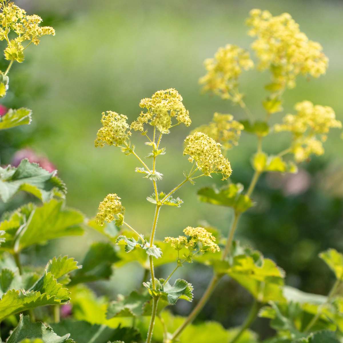Frauenmantel - 3 Stück
