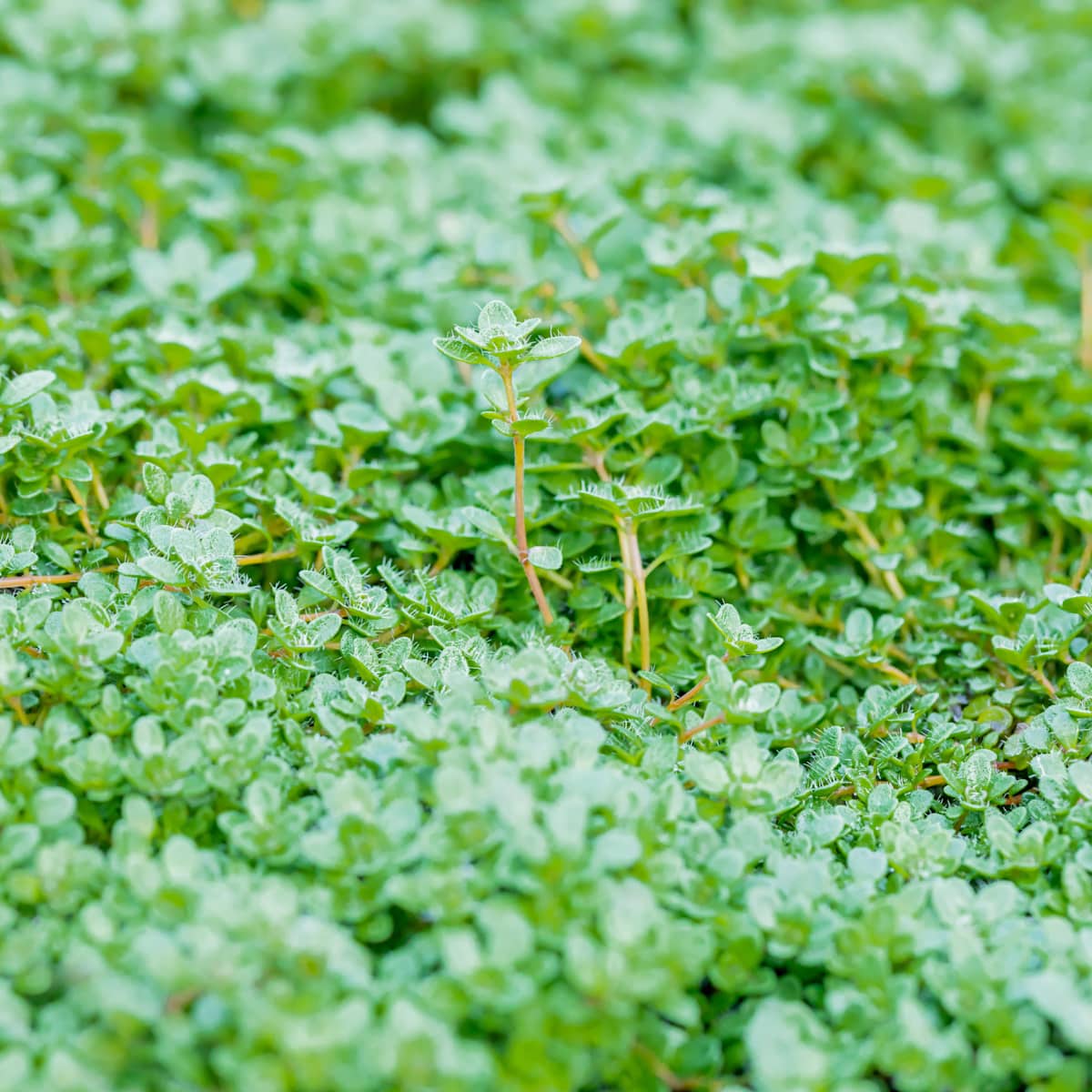 Frühblühender Polster-Thymian - 3 Stück