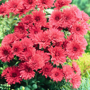 Garten-Chrysantheme 'Feuerzauber' - 3 Stück