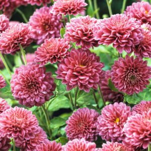 Garten-Chrysantheme 'Sonja' - 3 Stück