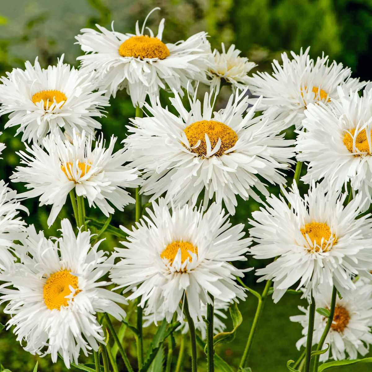 Großblumige Garten-Margerite 'Snowdrift' - 3 Stück