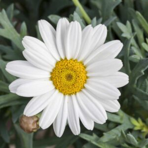 Großblumige Sommer-Margerite 'Alaska' - 3 Stück