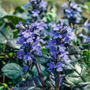 Günsel 'Braunherz' - 3 Stück