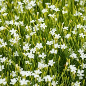 Heidenelken 'Albus' - 3 Stück