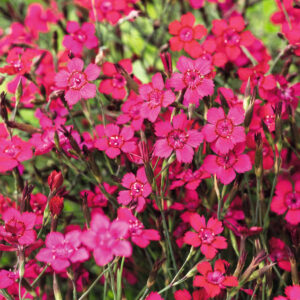 Heidenelken 'Brillant' - 3 Stück