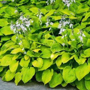 Hosta 'August Moon' - 3 Stück