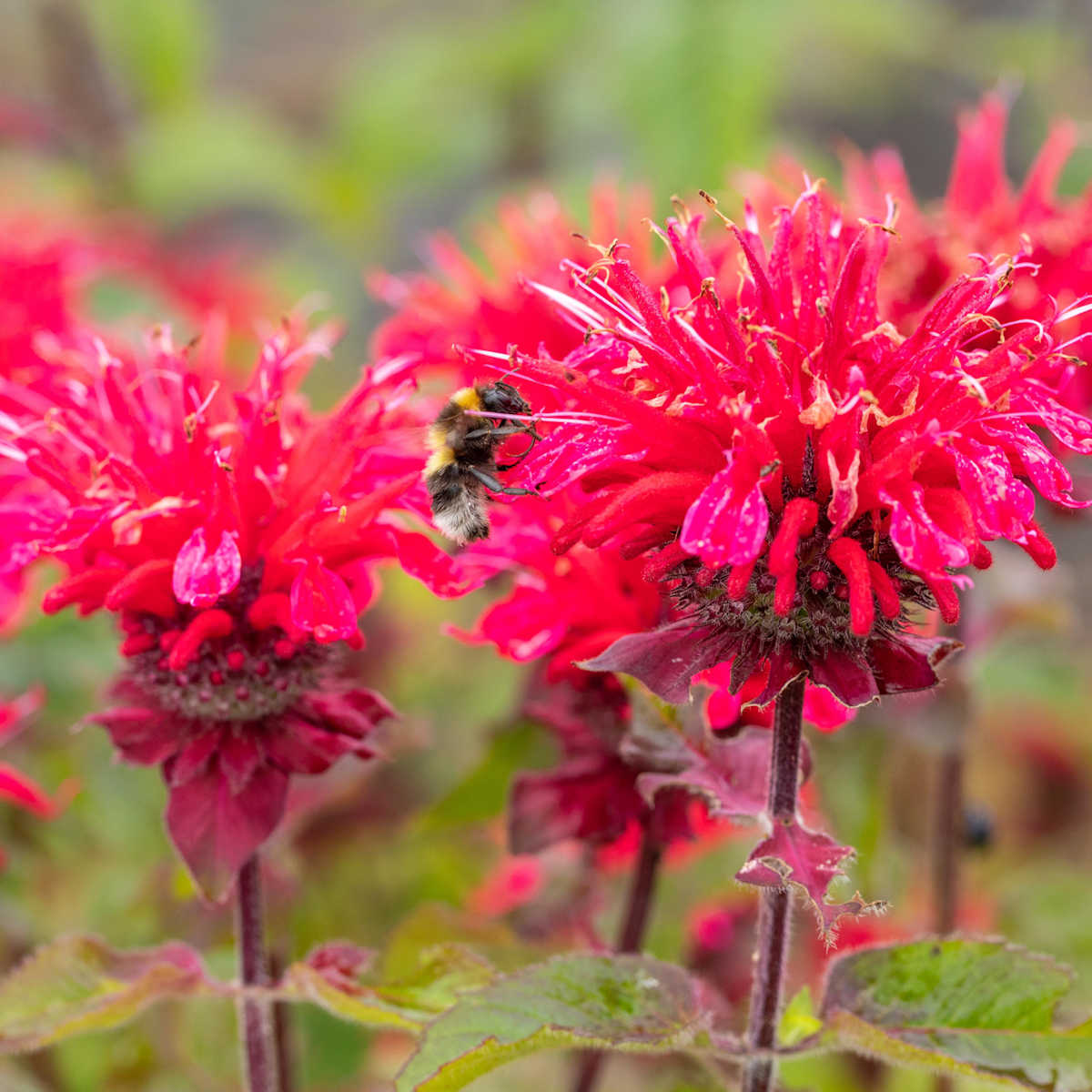 Indianernessel - 3 Stück