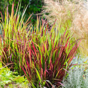 Japanisches Blutgras 'Red Baron' - 3 Stück S
