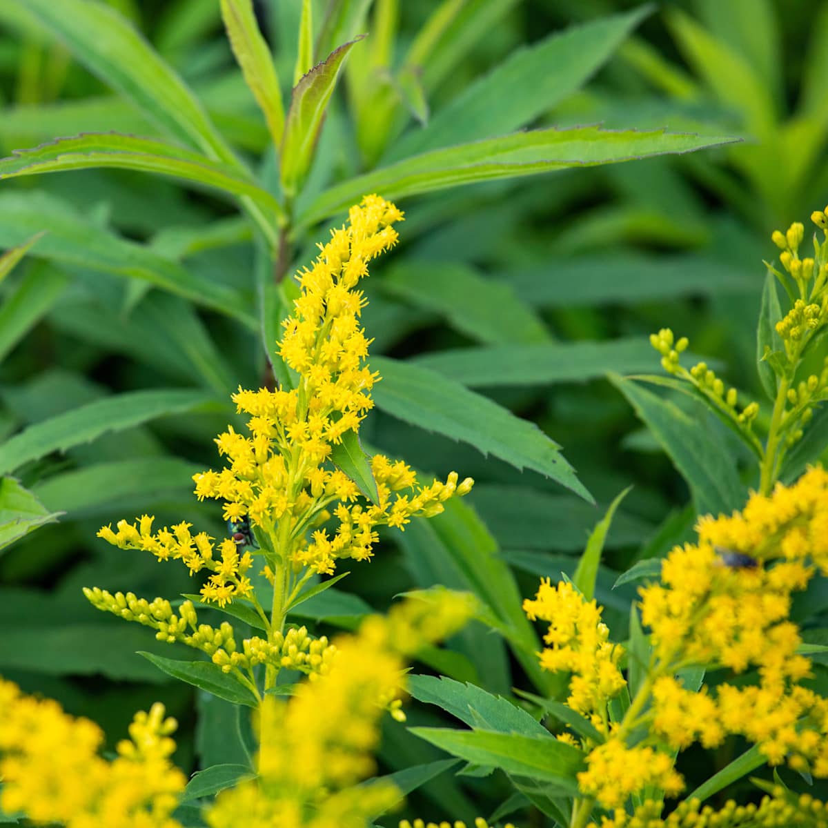 Kanadische Goldrute 'Goldkind' - 3 Stück