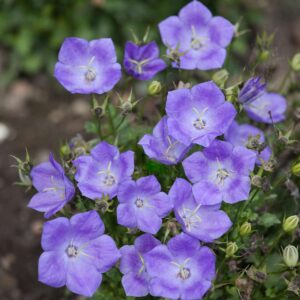 Karpaten-Glockenblume Blau - 3 Stück