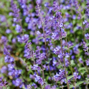 Katzenminze - 3 Stück