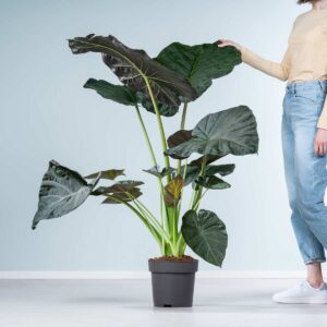 Alocasia 'Regal Shield' L