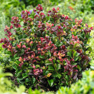 Traubenmyrte 'Curly Red' M