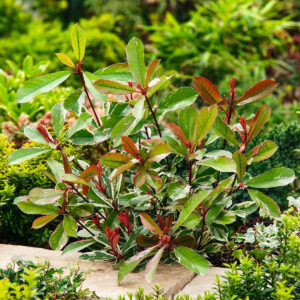 Glanzmispel 'Pink Marble'