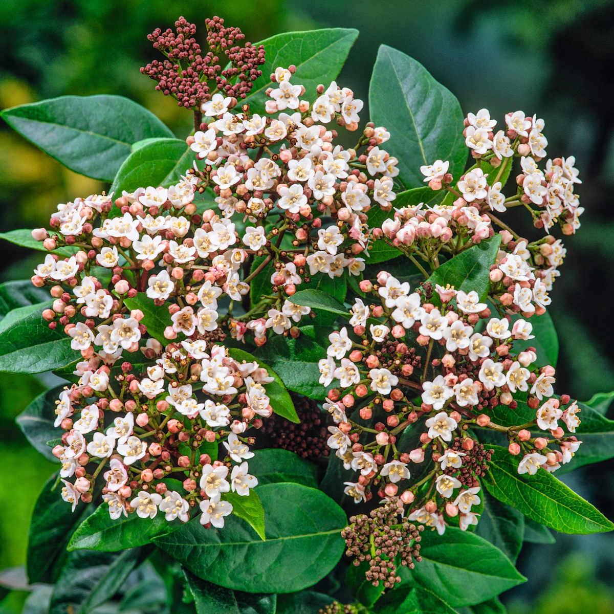 Immergrüner Schneeball 'Tinus' M
