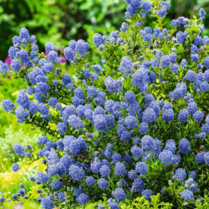 Säckelblume 'Victoria'