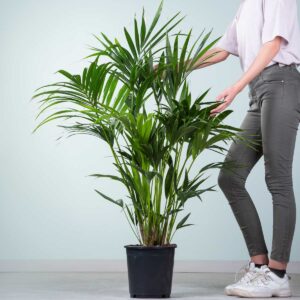 Kentia-Palme 'Forsteriana' XL