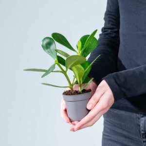 Balsamapfel 'Rosea' S