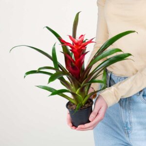 Guzmania 'Libby'
