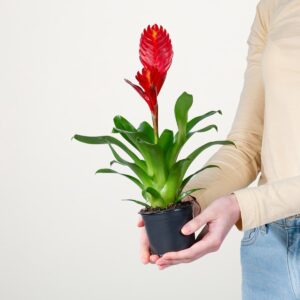 Vriesea 'Christiane'