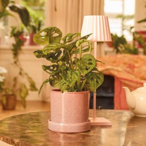 Monstera 'Monkey Leaf'