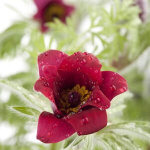 Küchenschelle Rot - 3 Stück