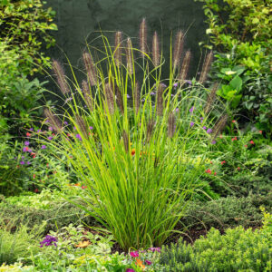 Lampenputzergras 'Red Head' - 3 Stück