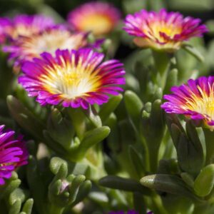 Mittagsblume 'Hot Pink Wonder' - 3 Stück