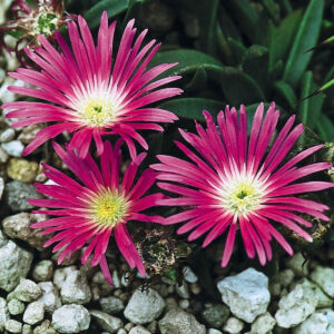 Mittagsblume 'Sutherlandii' Pink - 3 Stück