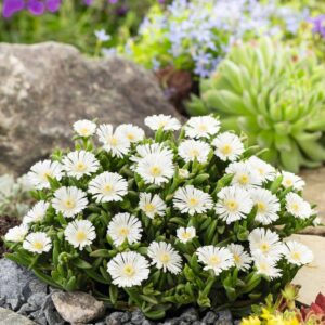 Mittagsblume 'White Wonder' - 3 Stück