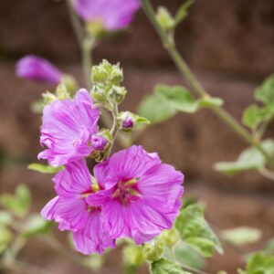 Moschus-Malve - 3 Stück