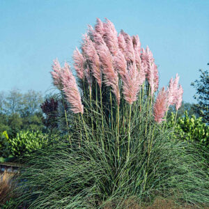 Pampasgras 'Rosea' - 3 Stück