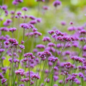 Patagonisches Eisenkraut - 3 Stück