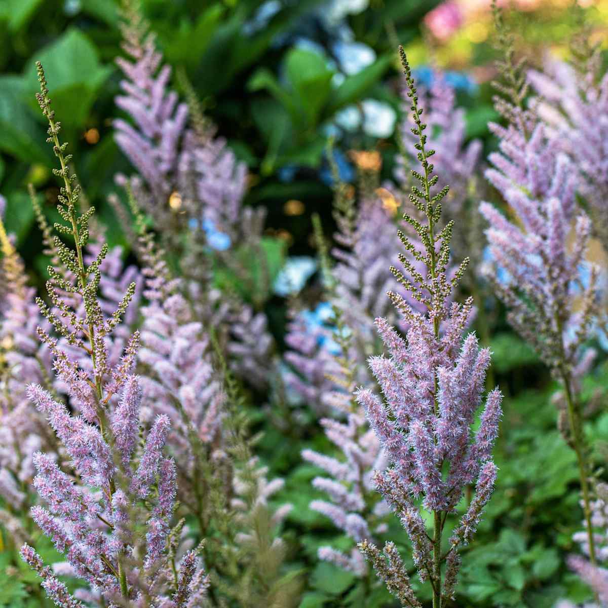 Prachtspiere 'Chinensis' - 3 Stück