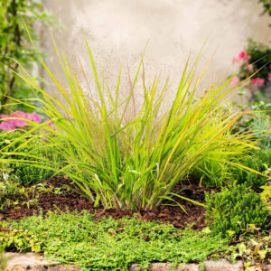 Purpur-Liebesgras - 3 Stück