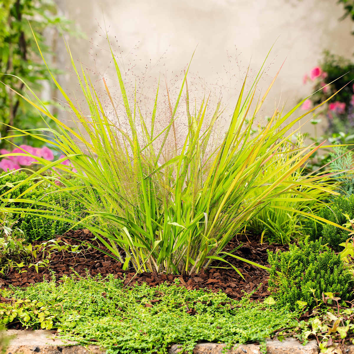 Purpur-Liebesgras - 3 Stück