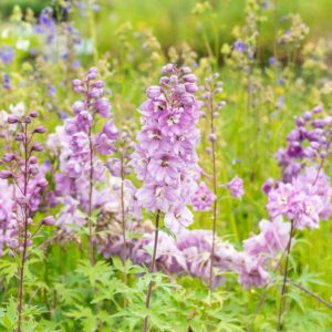 Rittersporn 'Astolat' - 3 Stück