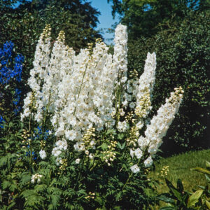 Rittersporn 'Galahad' - 3 Stück