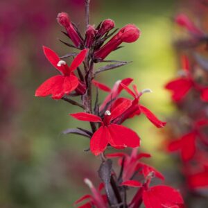 Rote Wasserlobelie 'Queen Victoria' - 3 Stück