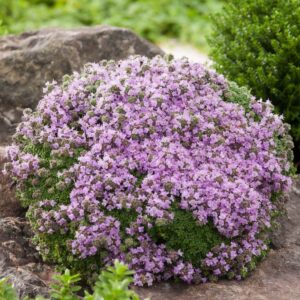 Sand-Thymian Lila - 3 Stück