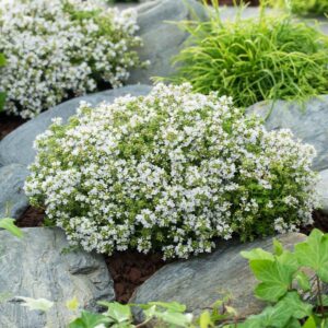 Sand-Thymian Weiß - 3 Stück