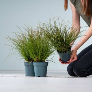 Segge 'Prairie Fire' 3 - Stück