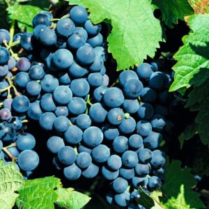 BIO Blaue Weinrebe 'Dornfelder'