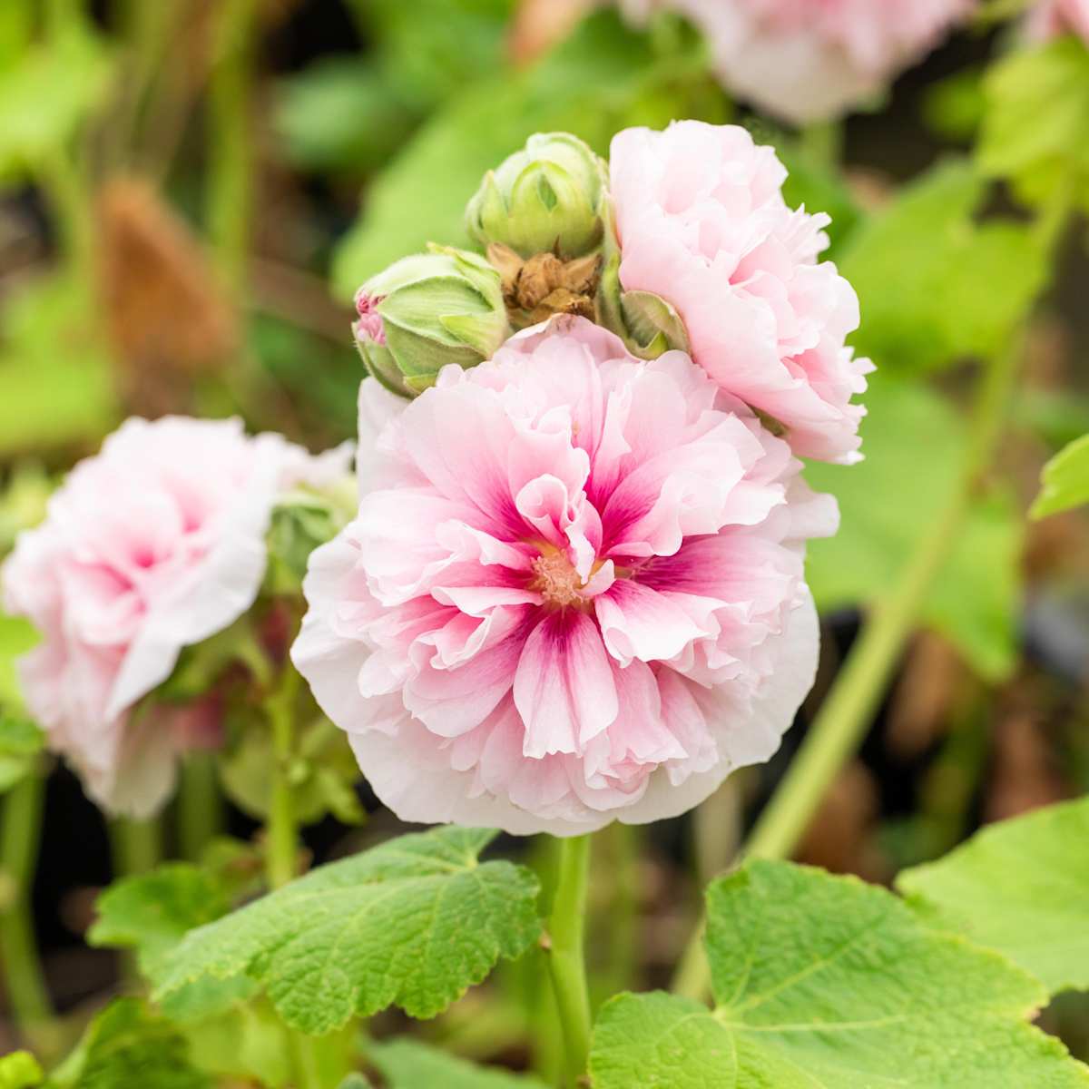 Stockrose 'Pleniflora' Rosa - 3 Stück