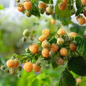 BIO Himbeere 'Heritage'