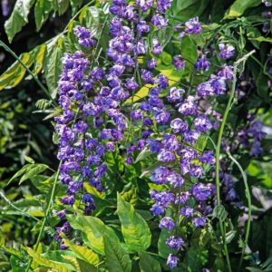 Blauregen 'Black Dragon'