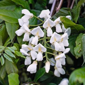 Blauregen 'Clara Mack'