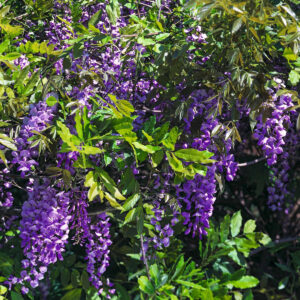 Blauregen 'Longwood Purple'