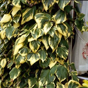 Buntlaubiger Kaukasischer Efeu 'Dentana Veriegata'