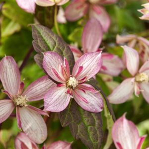 Clematis 'Marjorie'